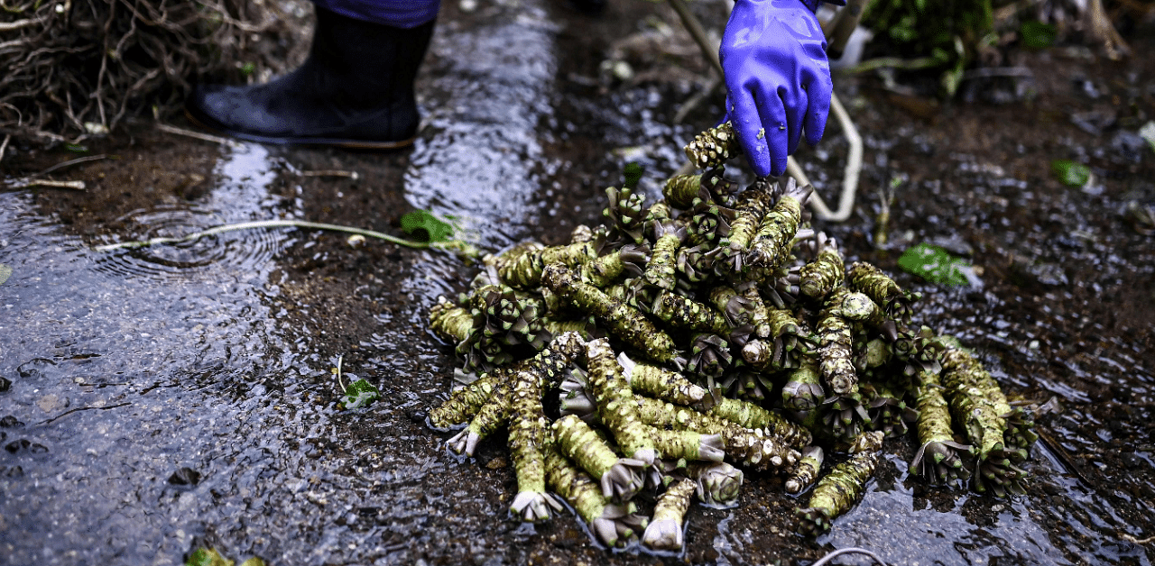 A man removes leaves from wasabi roots at a farm in Ikadaba in the city of Izu, Shizuoka prefecture. Credit: AFP