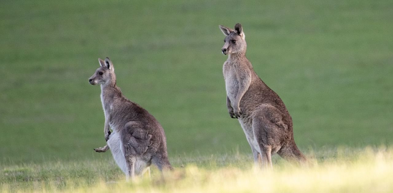 The study involved 11 kangaroos that lived in captivity but had not been domesticated. Credit: Pixabay Photo