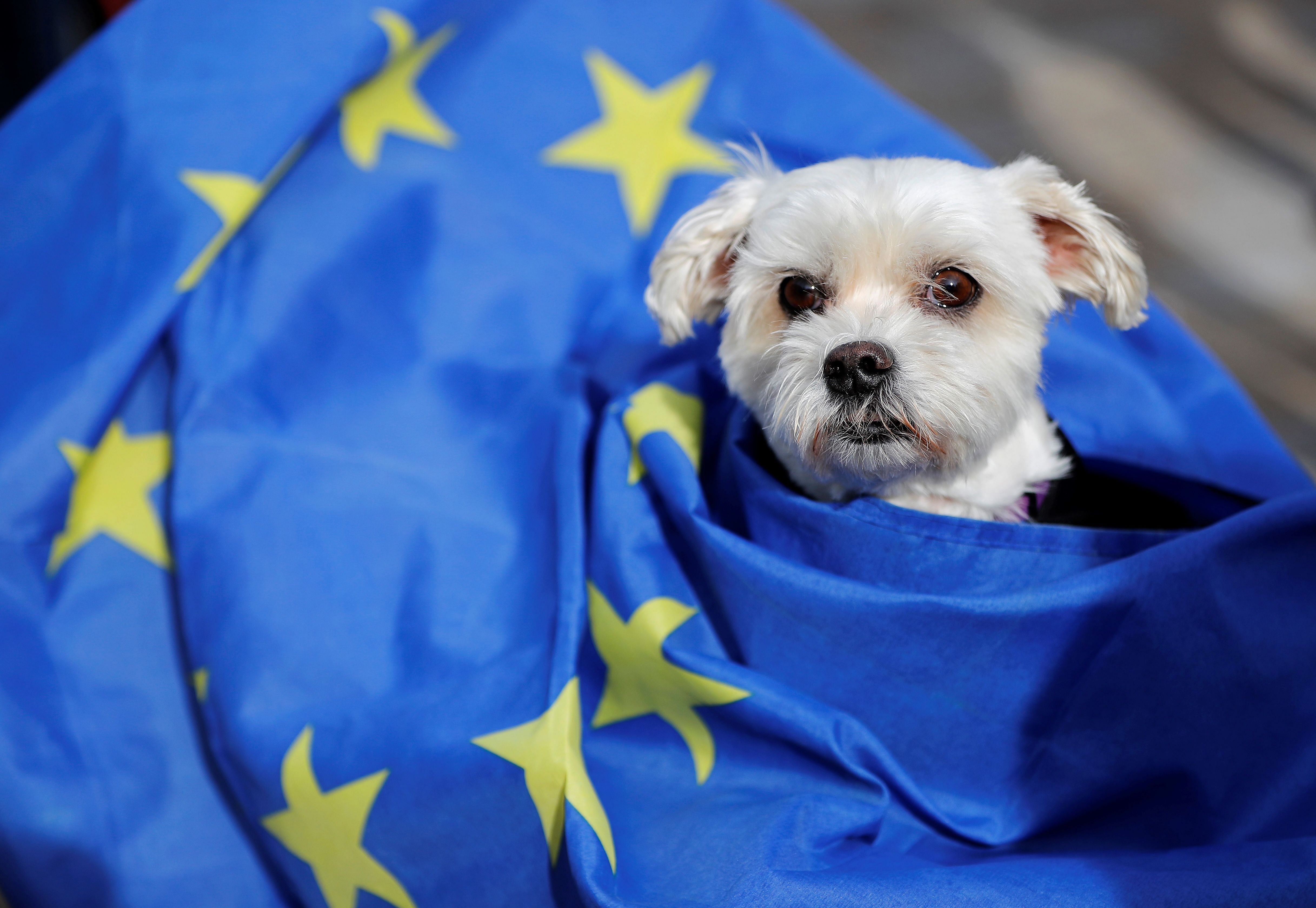 In this file photo taken on October 07, 2018 Dog owners and their pets gather before participating in a pro-EU, anti-Brexit march, calling for a "People's Vote on Brexit", in central London on October 7, 2018. - British pet owners will need a new document to enter the European Union with their animals after the Brexit transition period ends on 1 January next year, the government said on December 16, 2020. Owners will have to get an animal health certificate from a vet no earlier than 10 days before travel, the government said on its Brexit guidance page. Credit: AFP Photo