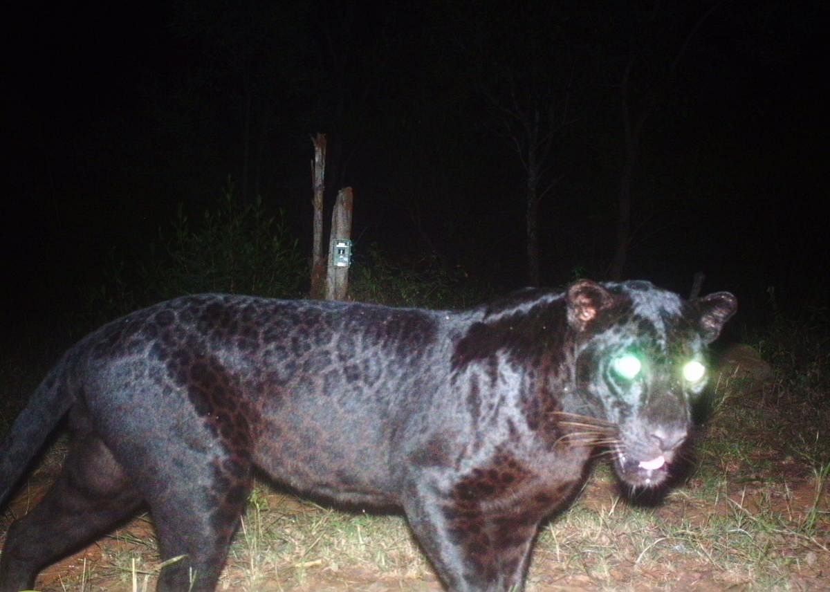 The black panther was spotted in the camera trap installed recently at P G Palya wildlife range. Credit: Special Arrangement