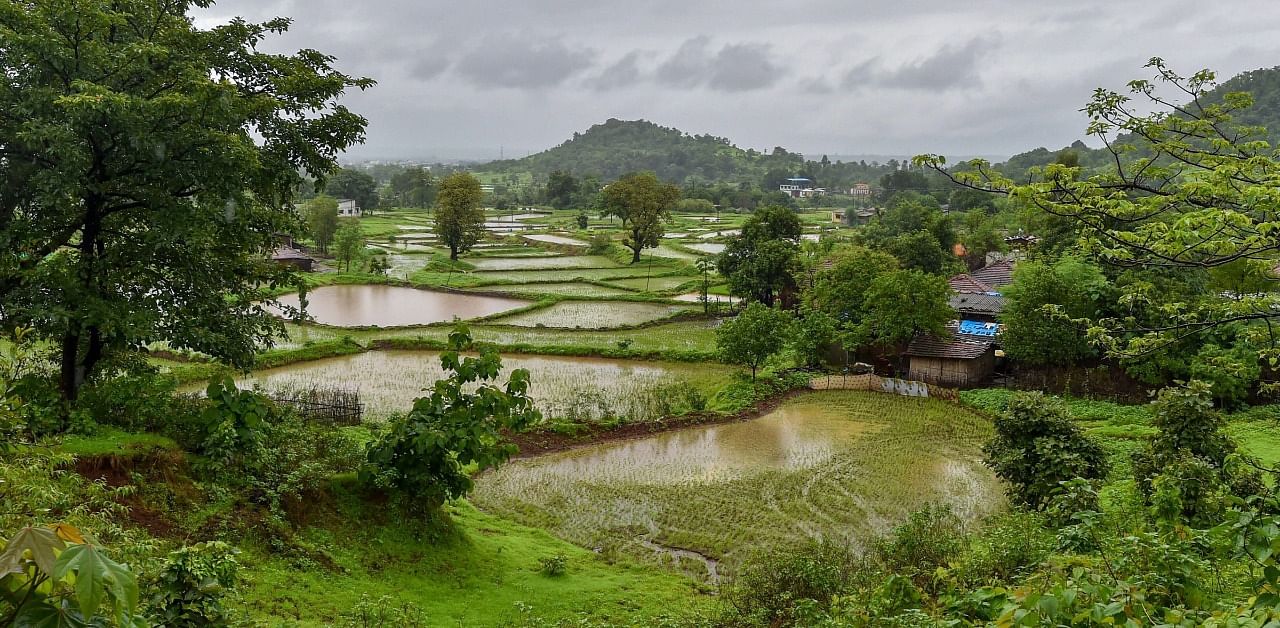 A view of a paddy fields in the Matheran range during monsoon season, near Mumbai. Credit: PTI Photo