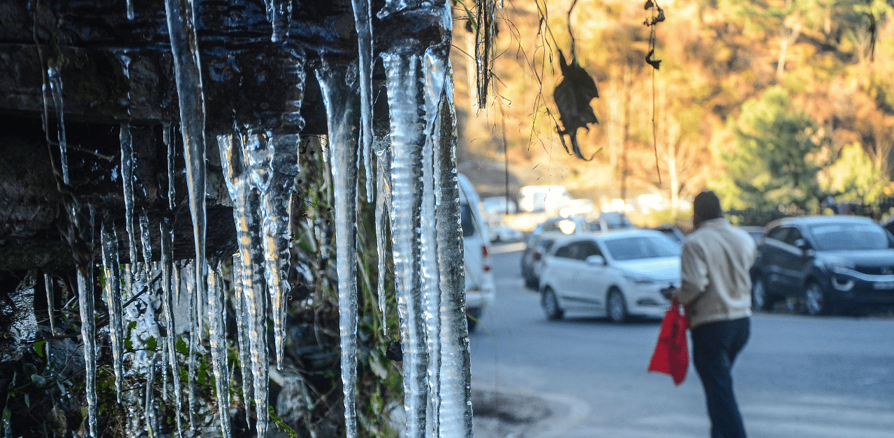 Icicles hang from the bushes on a cold winter morning, in Shimla. Credit: PTI