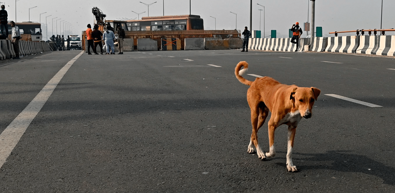 Stray dogs will be cremated free of cost at the facility. Credit: AFP