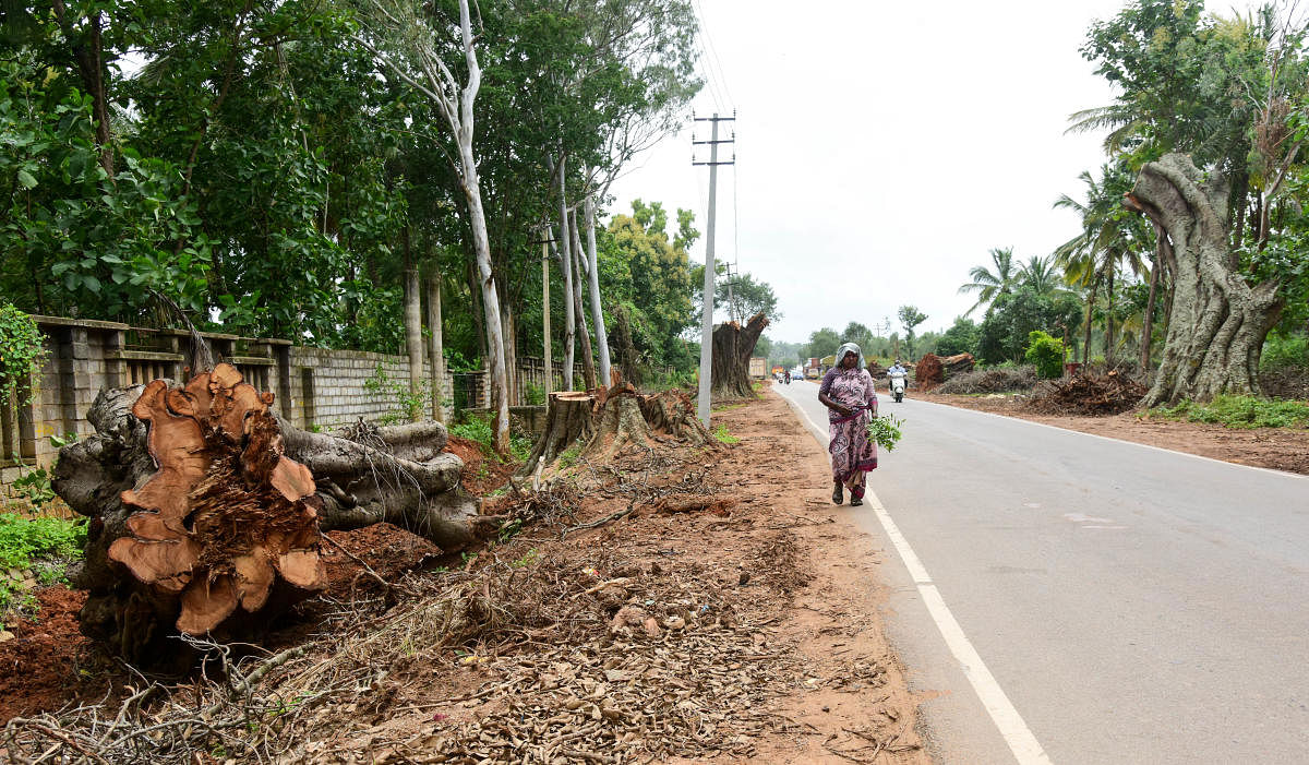 Out of 431 trees, 355 will be cut down and the rest will be transplanted. The road will be a bypass to the Kempegowda International Airport. Credit: DH File Photo