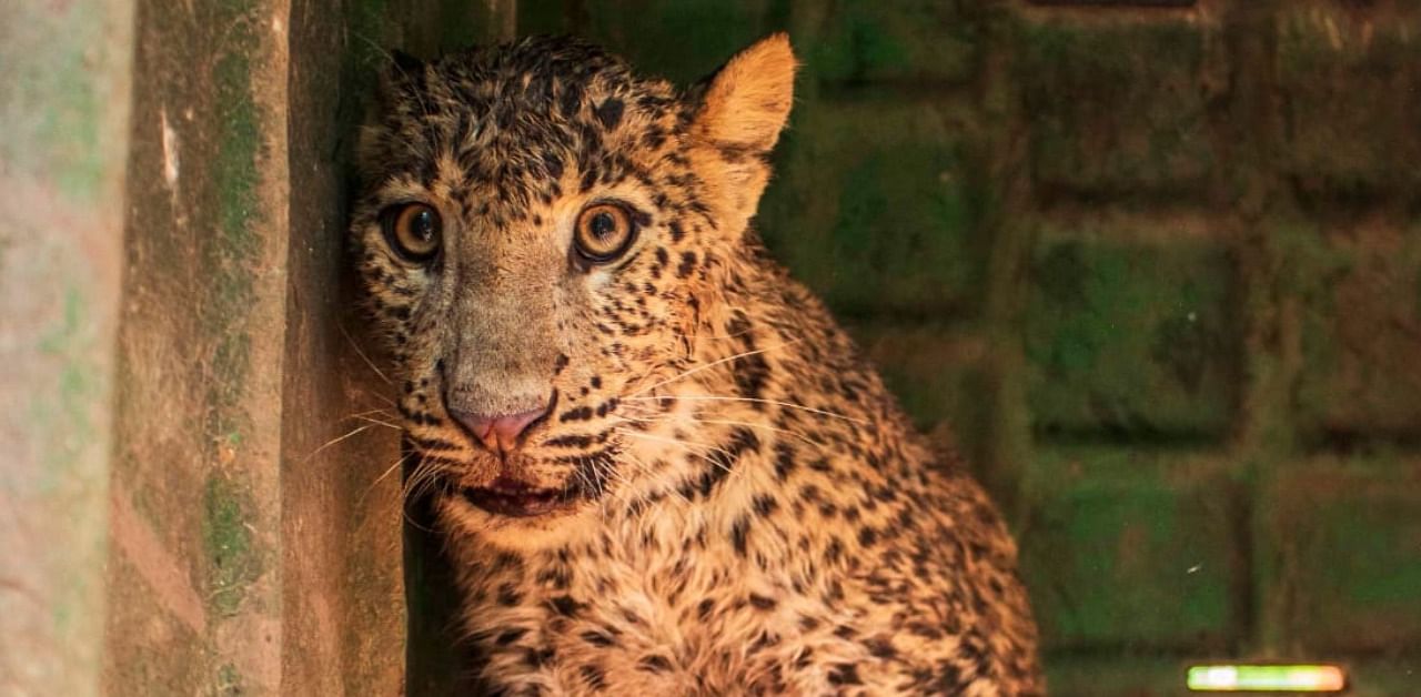 A picture of the rescued leopard. Credit: Special Arrangement