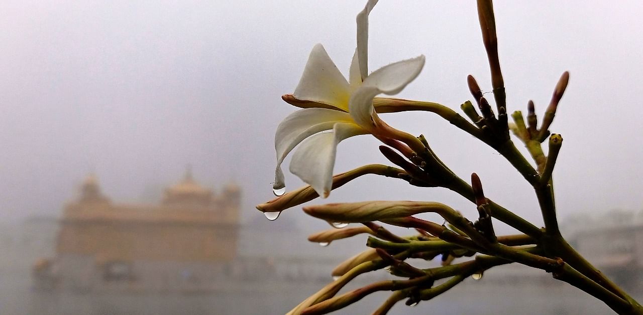 Dew droplets on a flower in the backdrop of Golden Temple shrouded in fog, as cold wave grips northern India, in Amritsar. Credit: PTI Photo