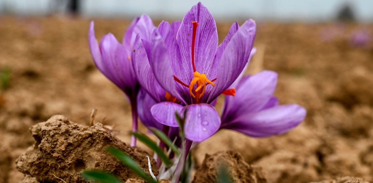 In this picture taken on November 1, 2020, a saffron flower is seen in a field in Pampore, south of Srinagar. Credit: AFP Photo