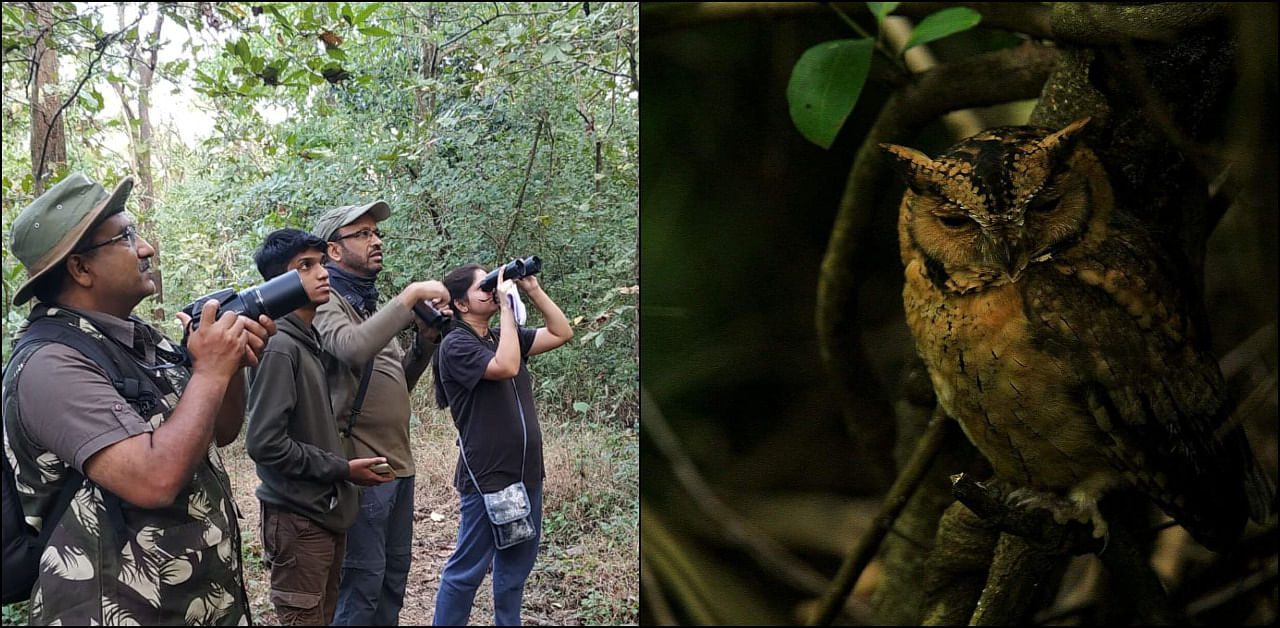 Highlights of the sightings were species like Alpine Swift, Indian Scops Owl, Indian Eagle Owl, Indian Pitta, Common Hawk Cuckoo, and Peregrine Falcon feeding on Parakeet. Credit: Green Works Trust
