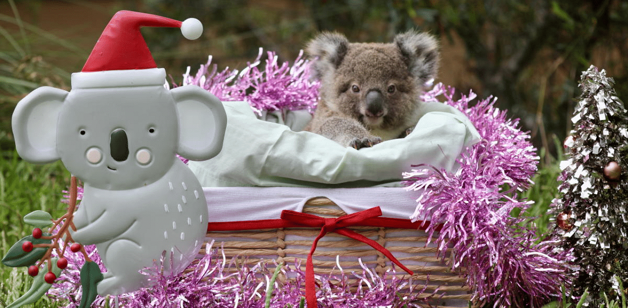 A baby koala is seen among decorations while celebrating its first Christmas at the Australian Reptile Park in Somersby, Australia. Credit: Reuters