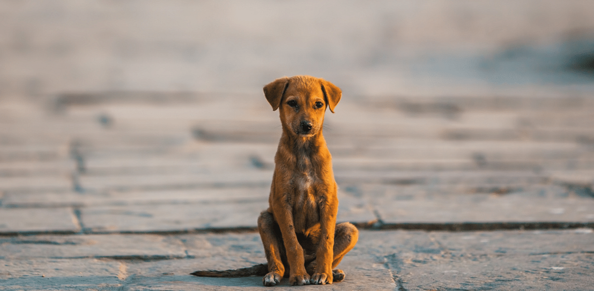 Quikr dogs deals