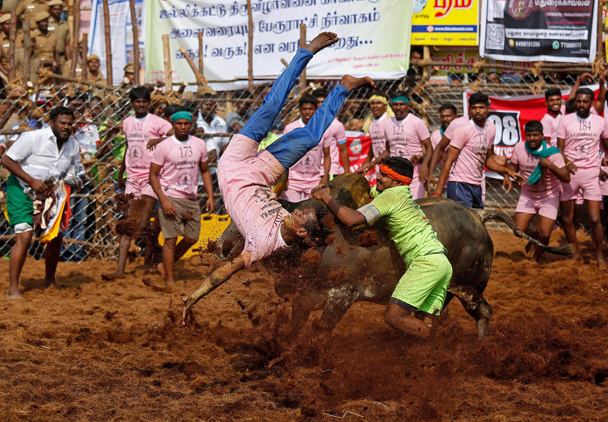 A villager is pinned down by a bull as another attempts to control him during Jallikattu. Credit: Reuters file photo. 