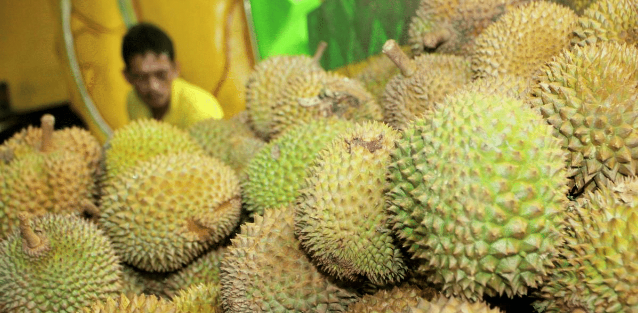 The durian fruit might help charge mobile phones and electric cars. Credit: AFP File Photo