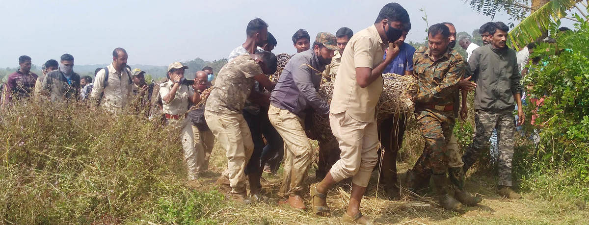 Forest department personnel carry the injured tigress.