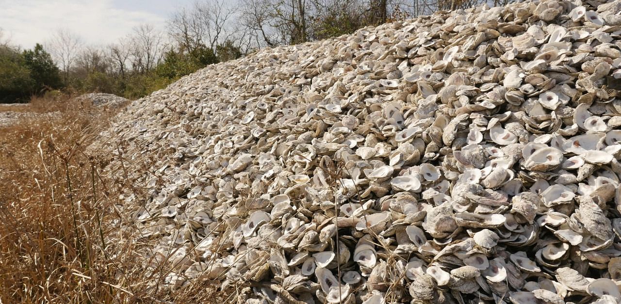 Oyster shells are seen at Red Bluff Road, a wasteland rented from the Port of Houston used as a curing site on December 21, 2020 in Pasadena, Texas. Credit: AFP Photo
