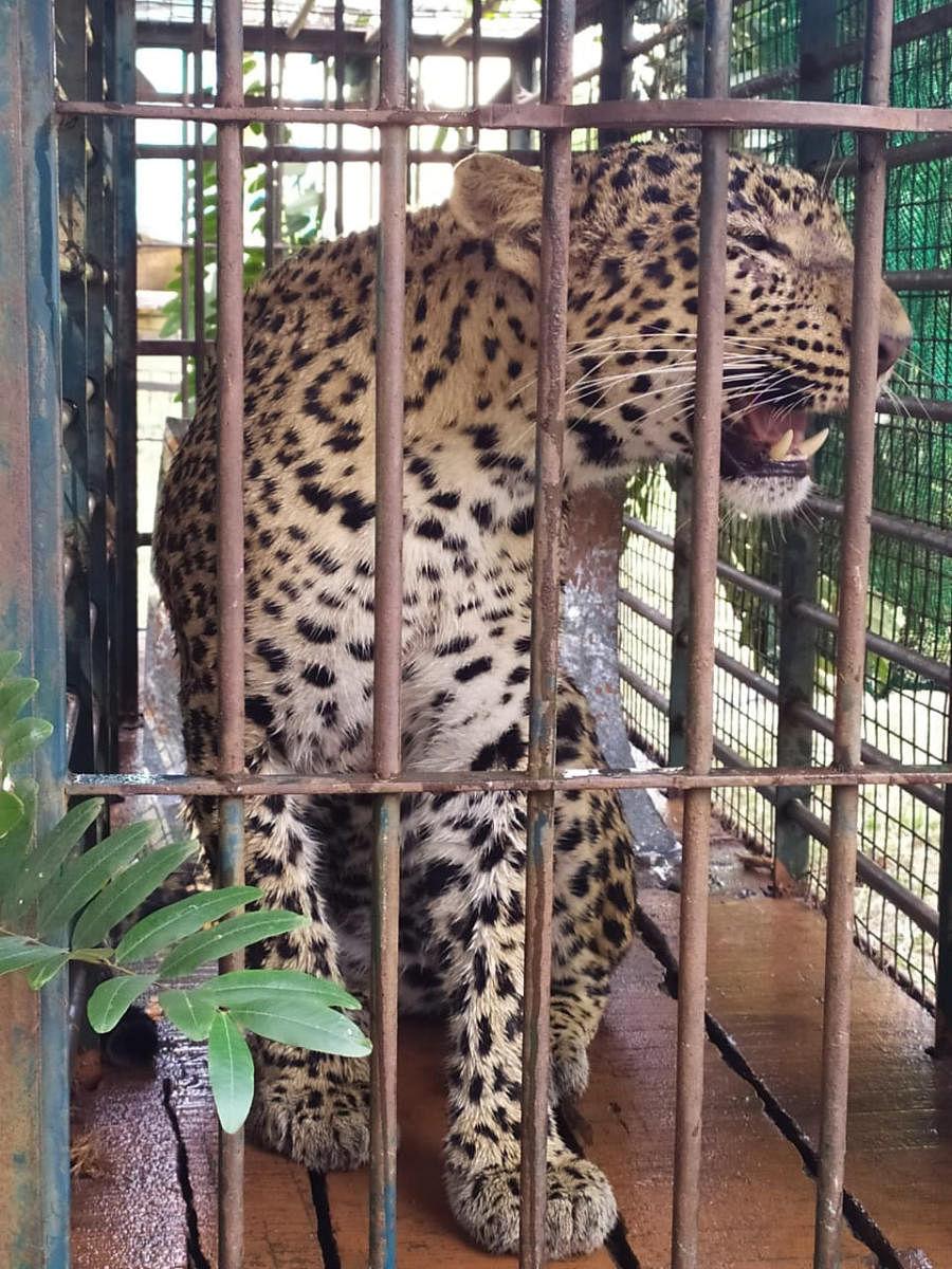 The leopardess that fell into a cage at Uppinahalli Koppal, Channarayapatna taluk, Hassan district, on Thursday.