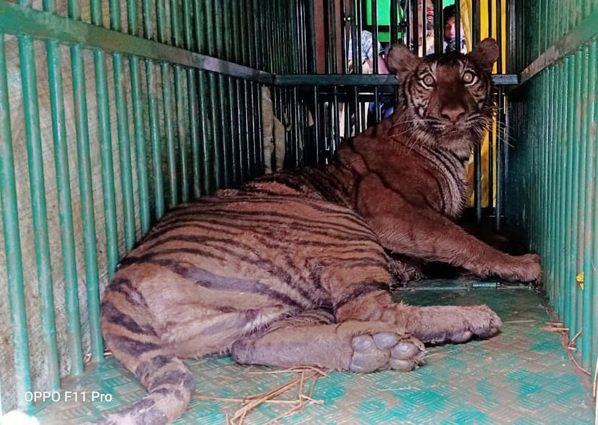 The tigress which was captured at Balele near Gonikoppa is being treated at a tiger rehabilitation centre in Mysuru.
