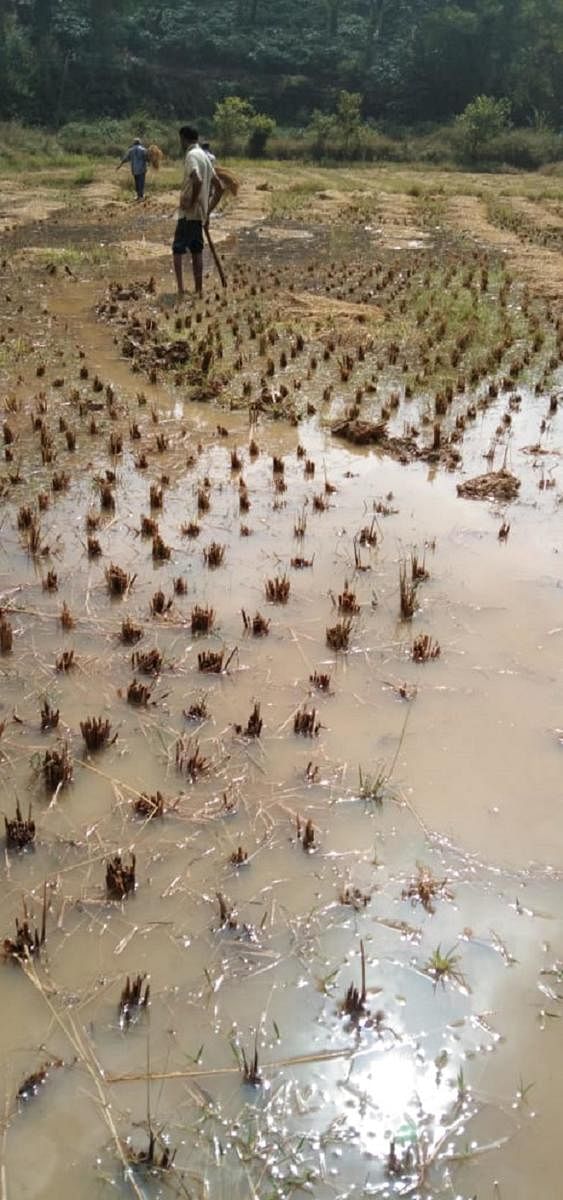 The rainwater in a paddy field at Kuyyangeri.