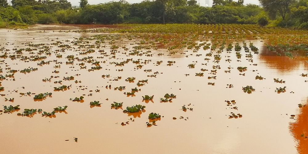 Karnataka, a drought-prone state, has suffered consecutive flooding in 2019 and 2020 that led to crop loss in 20.59 lakh hectares. Credit: DH Photo