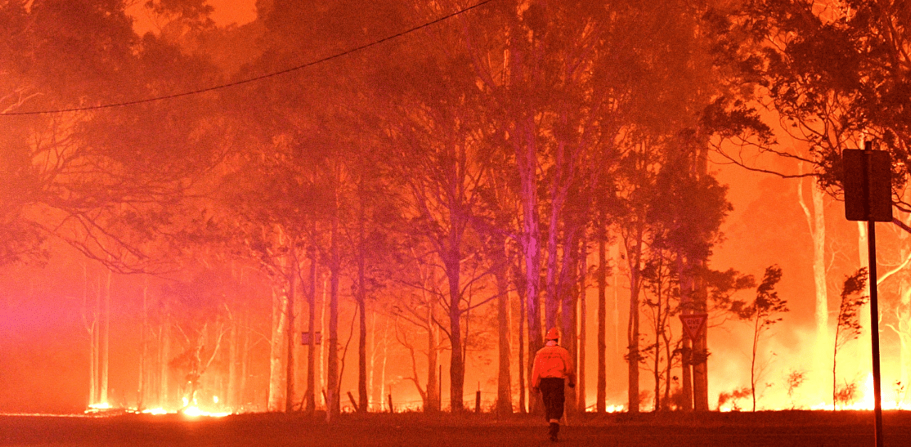 Unprecedented wildfires destroyed 20 per cent of Australia's forests and killed tens of millions of wild animals. Credit: AFP