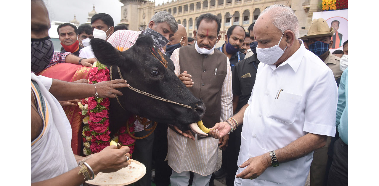 The Karnataka Prevention of Slaughter and Preservation of Cattle Bill was passed in the Legislative Assembly, but not in the Legislative Council. That’s why the government will promulgate an ordinance. Image: B S Yediyurappa, Chief Minister performs a pooja with cattle. Credit: DH Photo