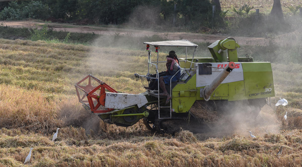 Paddy being harvesting using a machine. Dh file photo
