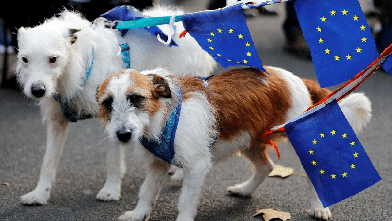 Dogs with leads bearing European Union (EU) flags are pictured as anti-Brexit demonstrators protest outside the entrance to Downing Street in London. Credit: AFP File Photo