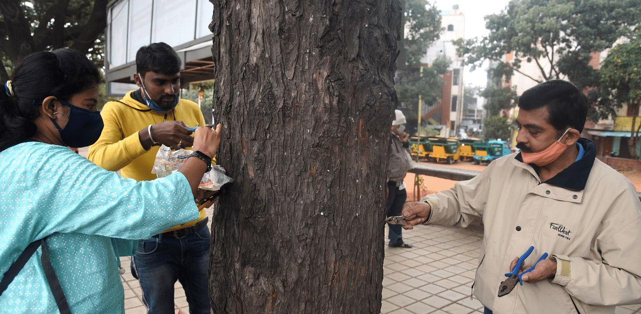 Volunteers removing nails from trees. Credit: DH File Photo/SK Dinesh/Representative Image
