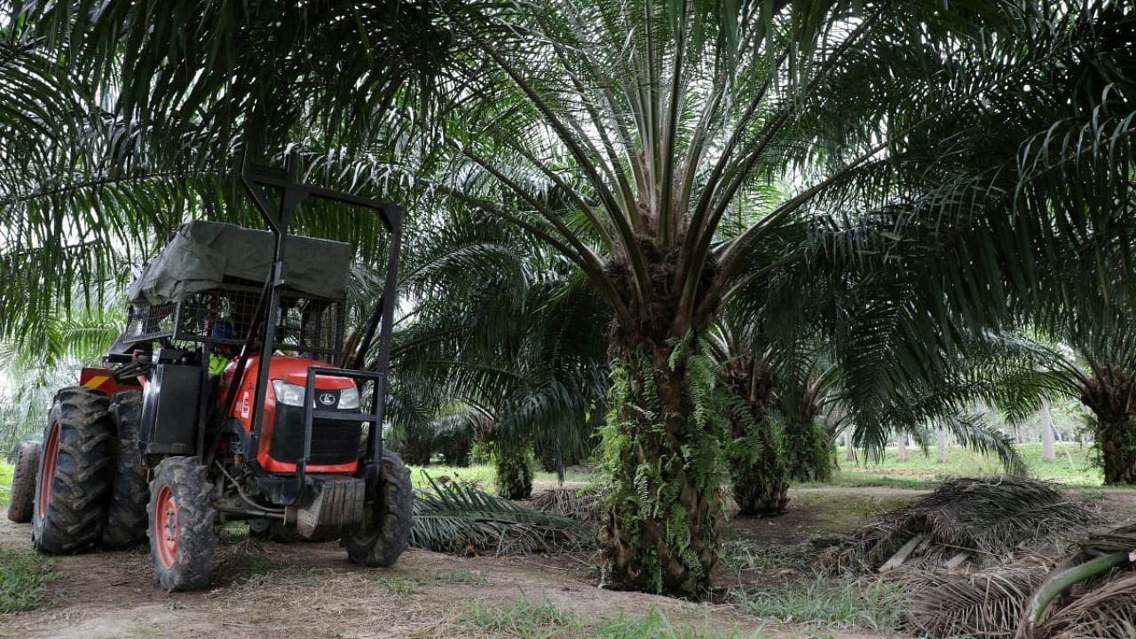 A mini tractor grabber collects palm oil fruits at a plantation in Pulau Carey, Malaysia. Reuters File Photo