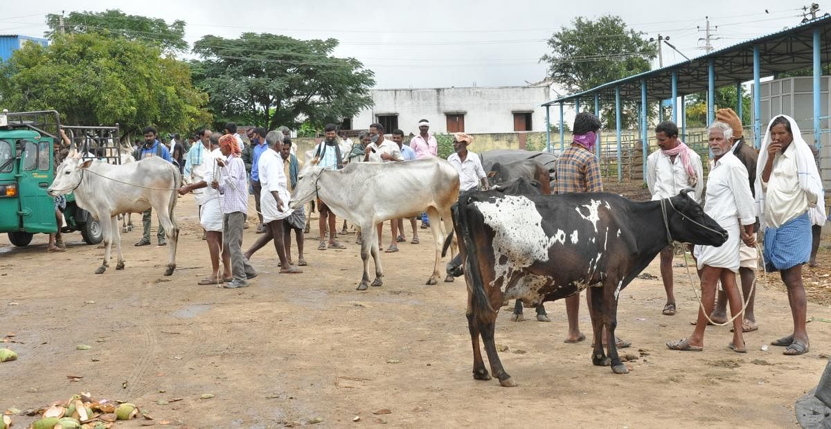 Farmers try to sell cattle at the fair in Terakanambi, Gundlupet taluk, Chamarajanagar district, on Thursday. DH PHOTO