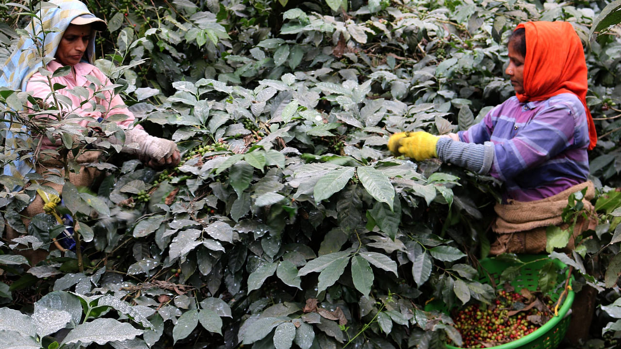 Labourers harvest coffee beans at Gowdalli in Somwarpet. Credit: Prajavani Photo