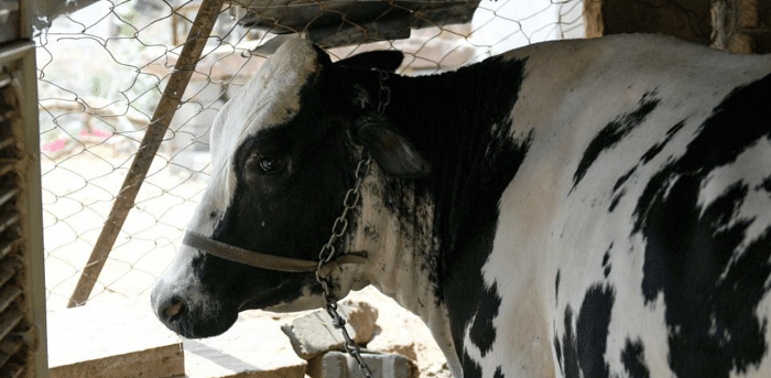 Bengaluru is the biggest market for beef in the state. The state capital accounted for nearly 40% of beef produced in the state in 2019-20. Credit: AFP Photo