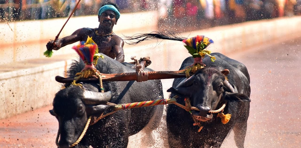 This year, Kambala will be held from 9 am to 7 pm only. Credit: DH File Photo