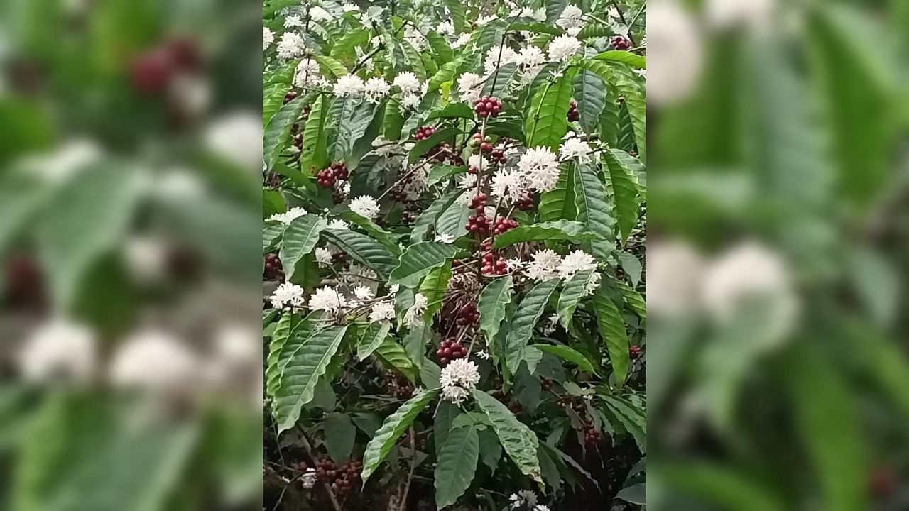 Coffee flowers have bloomed prematurely in Nelaji village near Napoklu. Credit: DH.