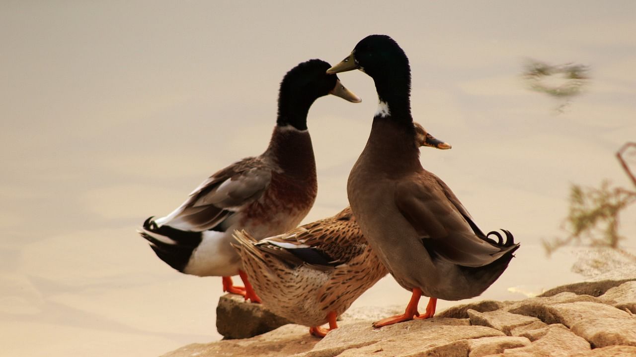 Around 48,000 ducks are being culled to curb the chances of further spread. Representative image. Credit: iStock.