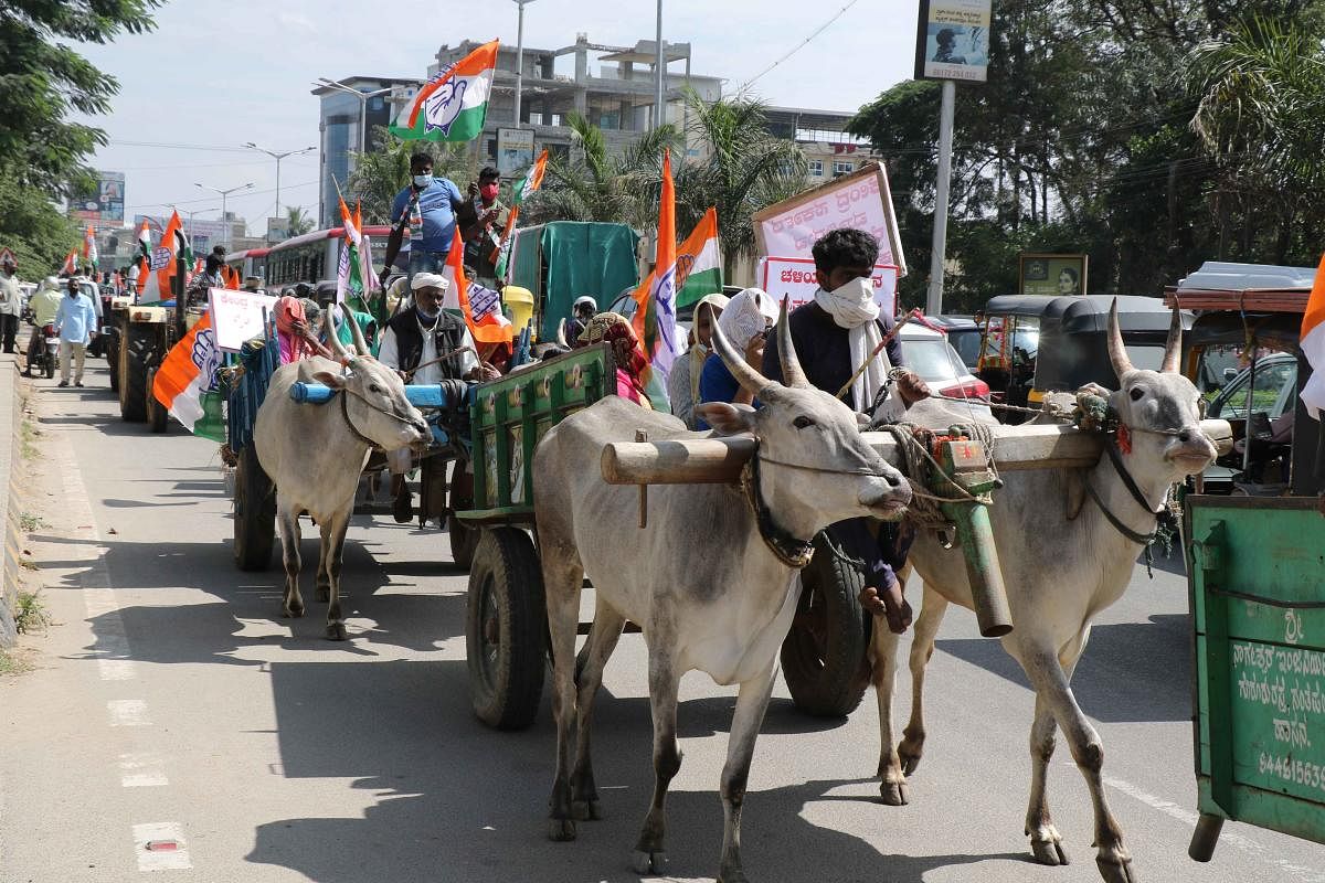 Congress workers take out a procession on bullock carts to stage a protest against the amendments to farm laws in Hassan on Tuesday. Credit: DH.
