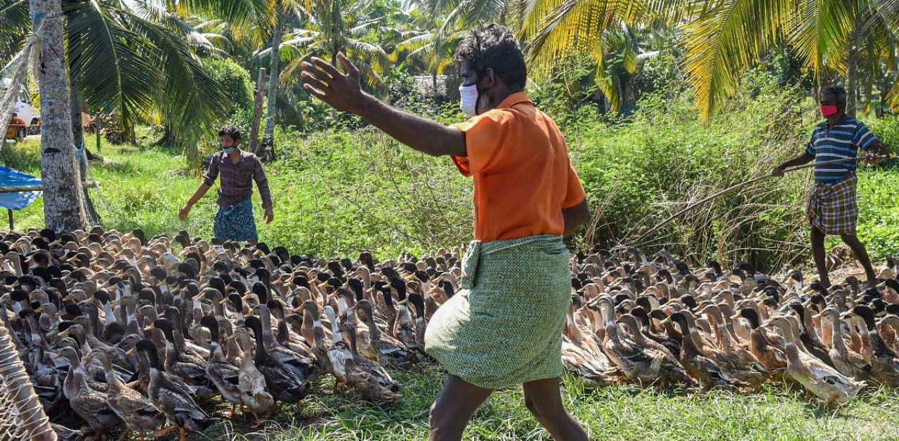 Farmers guide duck towards a cage for their culling, following detection of Avian Influenza (H5N8) at four places, in Alappuzha district of Kerala. Credit: PTI Photo