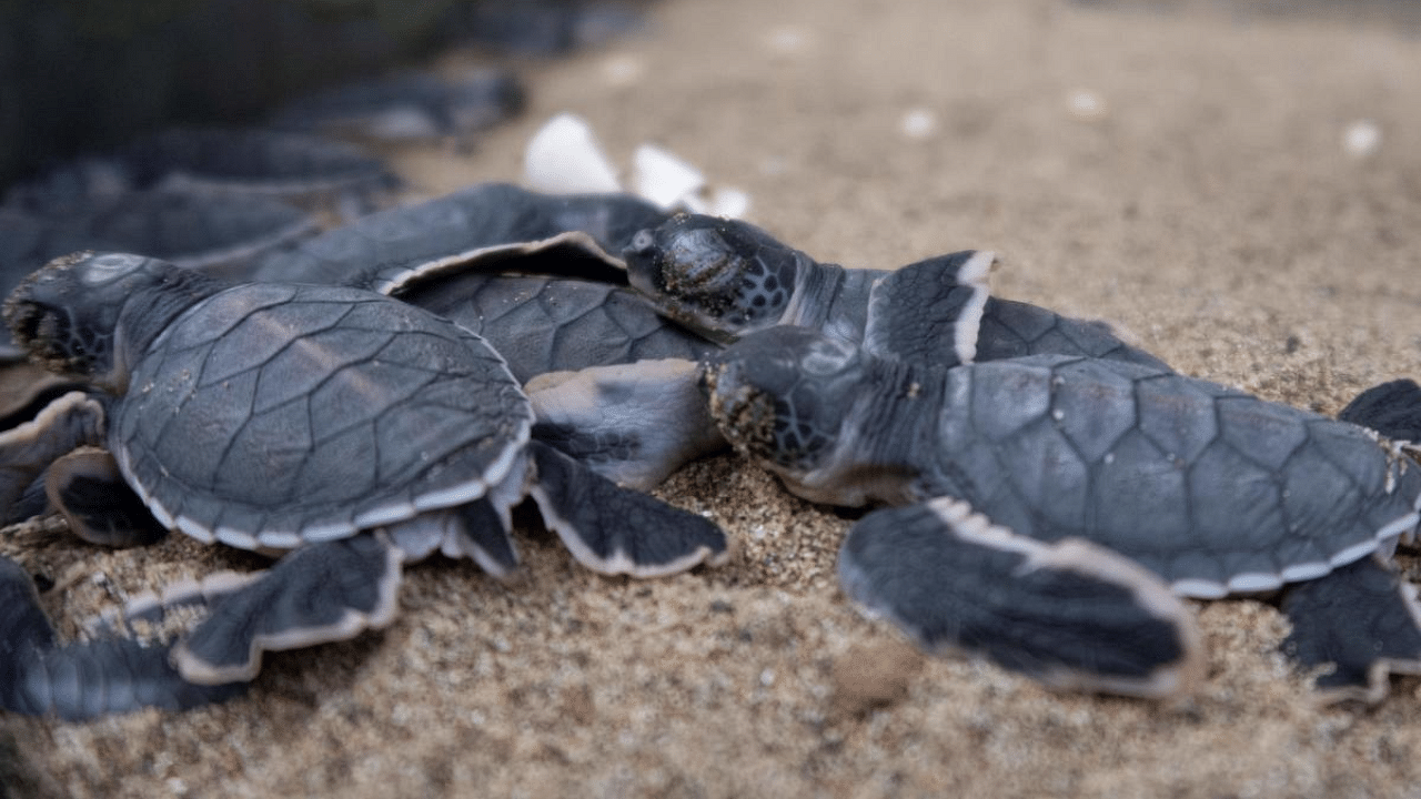 Newly hatched, dozens of baby turtles flipped and flopped their way down a beach towards the crashing waves of the Indian Ocean, under the watchful gaze of conservationists at an Indonesian national park. Credit: AFP Photo