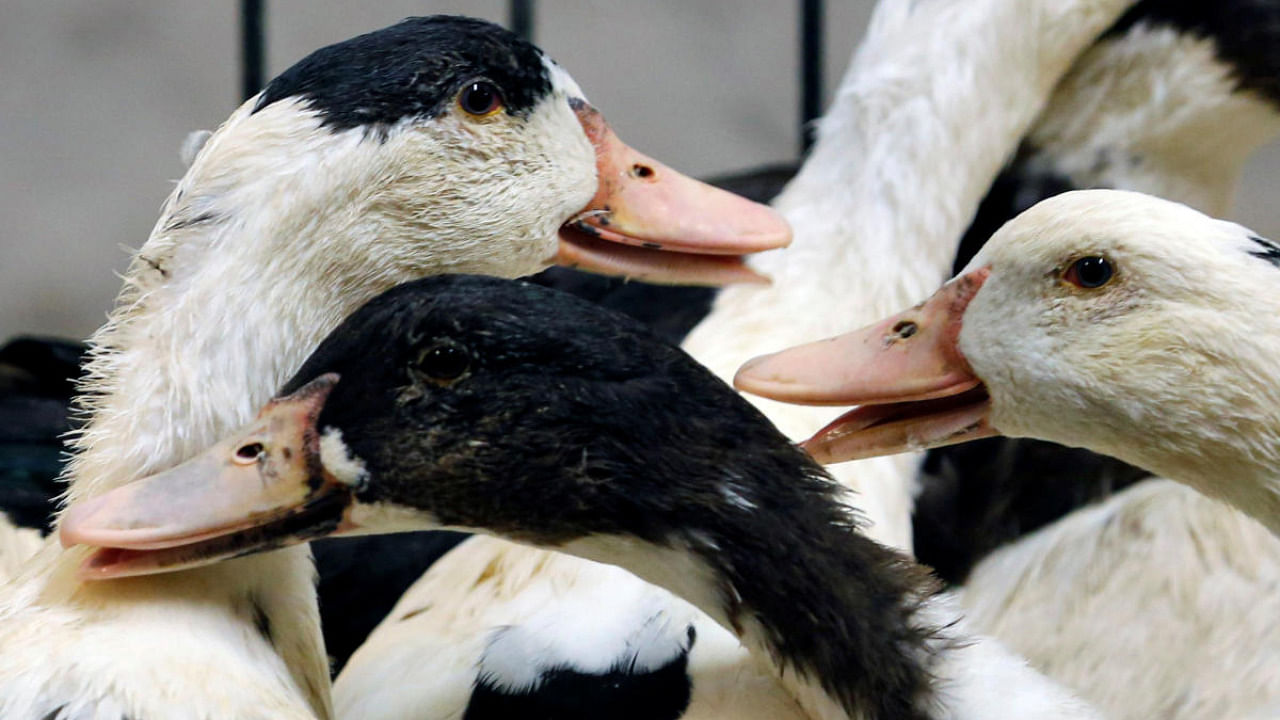 Mulard ducks are pictured at a poultry farm in Montsoue as France continues a massive cull of ducks in three regions most affected by a severe outbreak of bird flu. Credit: Reuters/file photo.