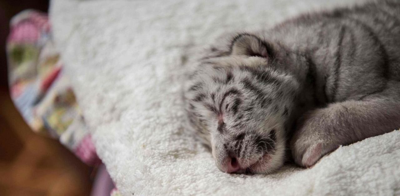 A newborn white tiger named Snow sleeps at the National Zoo in Masaya, Nicaragua, on January 5, 2021. Credit: AFP Photo