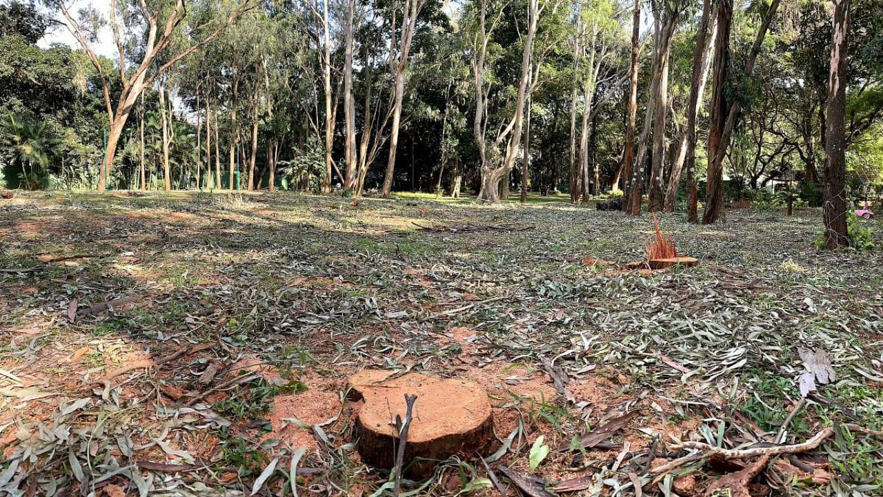 Trees cut down at the National War Memorial Park, Vasanthnagar, Bengaluru. Credit: DH photo/Pushkar V.