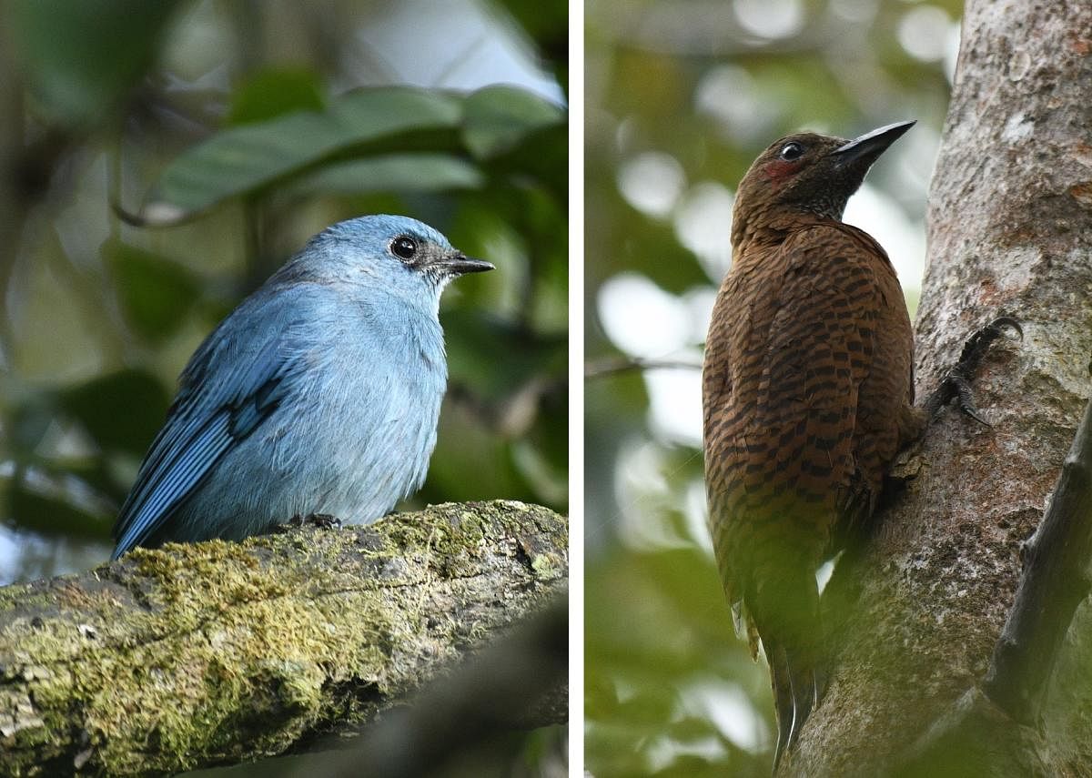 Verditer Flycatcher and Rufous Woodpecker were spotted by bird enthusiasts during the bird festival. Credit: Special arrangement.