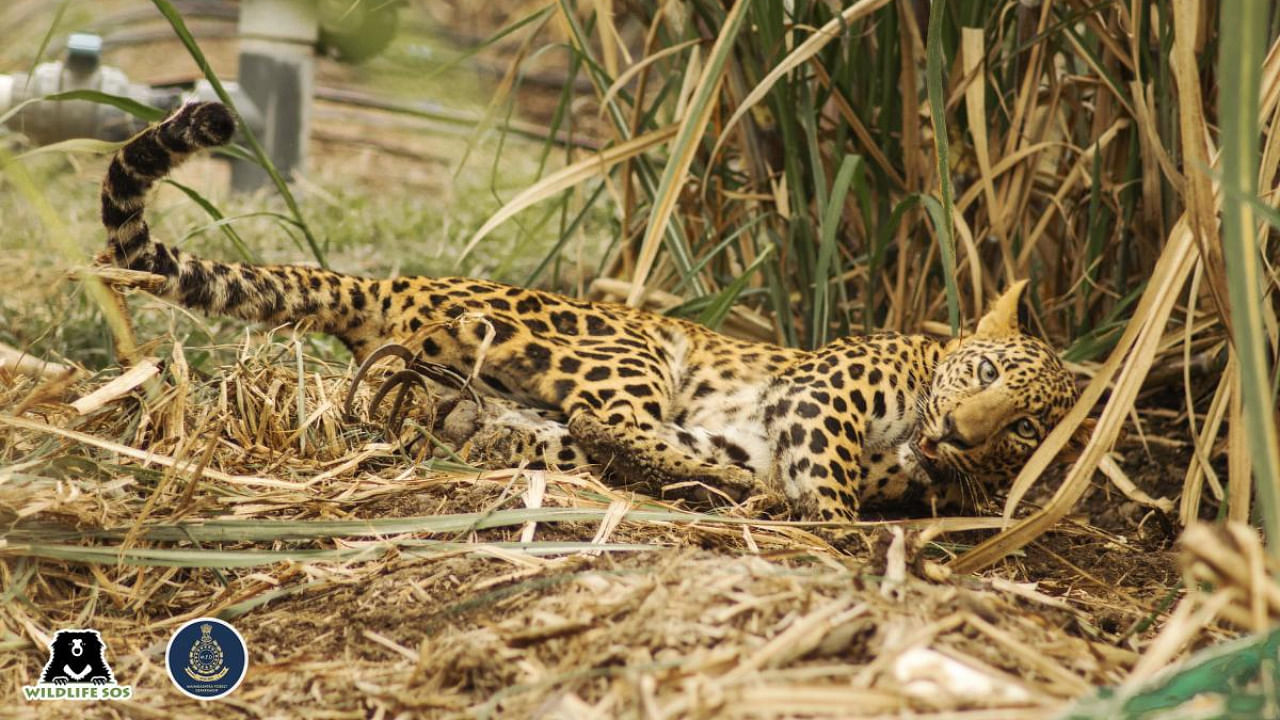 Wildlife SOS & the Forest Department rushed to the rescue of the leopard in Shirur. Credit: Wildlife SOS.
