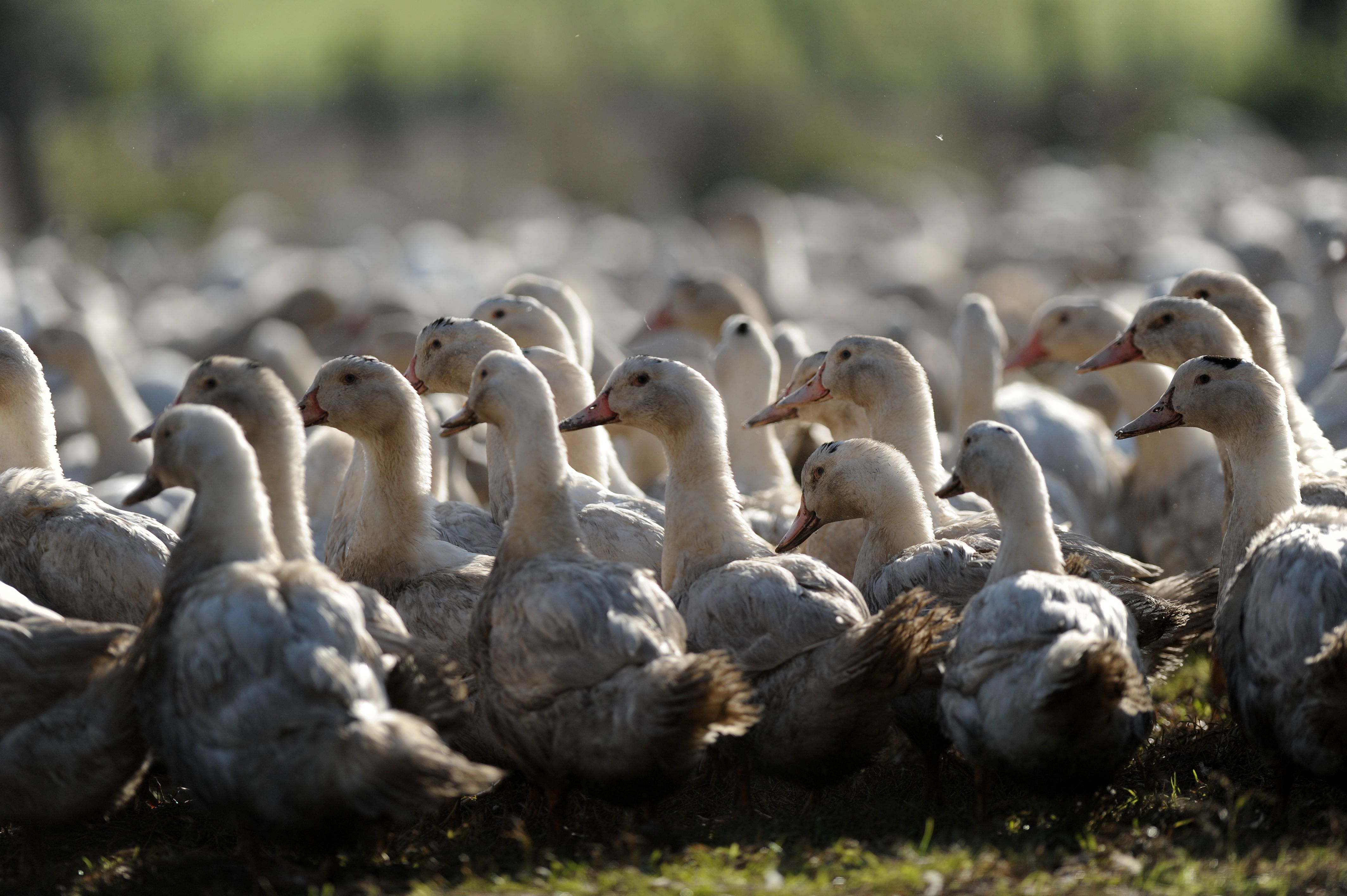  A "statement of powerlessness" in the face of a situation that has become "out of control": faced with an outbreak of the number of farms contaminated by bird flu in the south-west, foie gras professionals on January7, 2021 urged the health authorities to carry out preventive culling of ducks on a larger scale. Credit: AFP File Photo