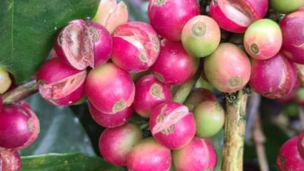 Coffee berries split open and dry up on the plant due to untimely rains. Credit: Special arrangement.