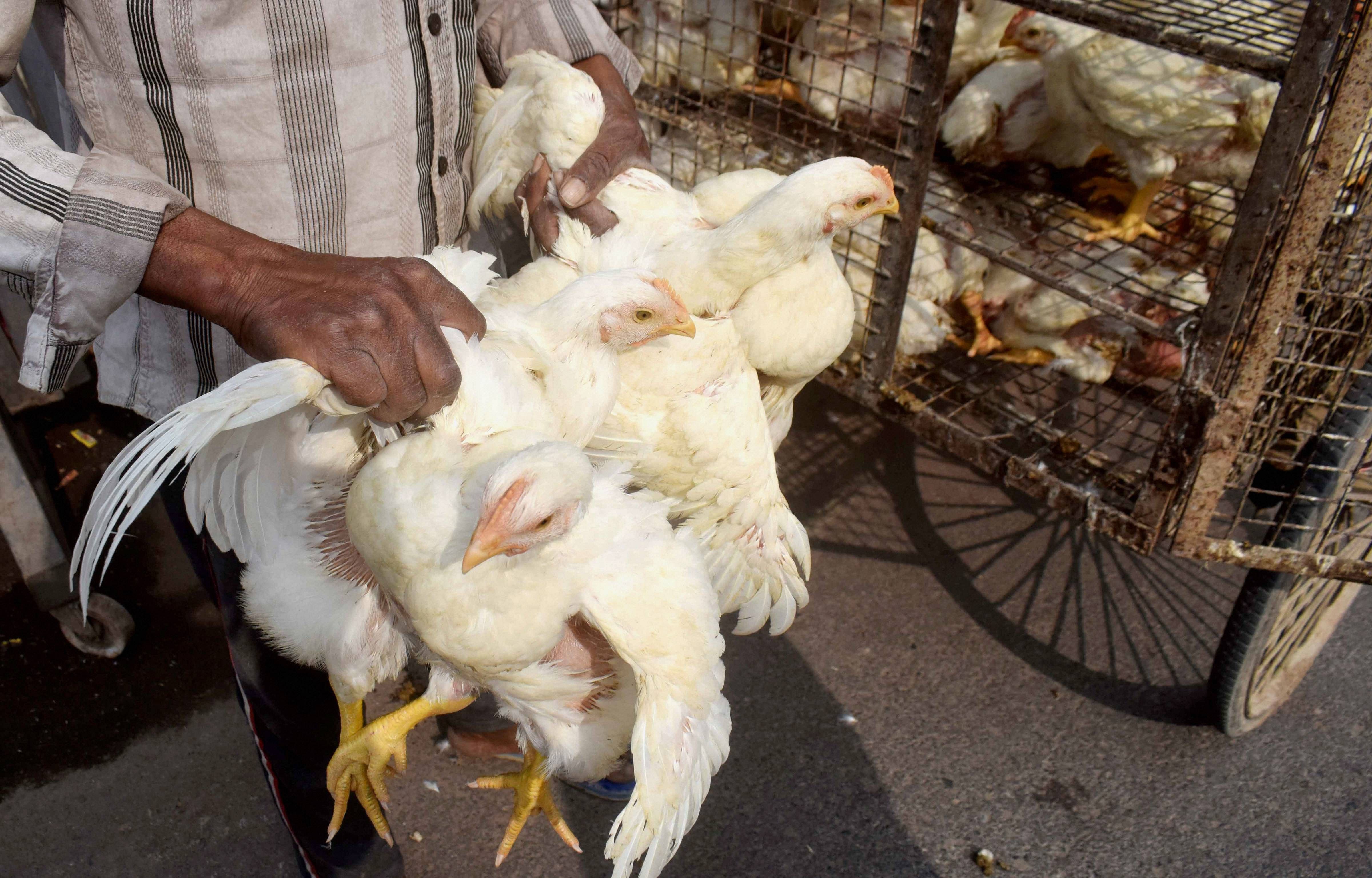 A vendor carries chickens at a livestock market in Prayagraj, Friday, Jan. 8, 2021. An alert has been sounded in several states following the detection of bird flu cases in four states of India. Credit: PTI Photo