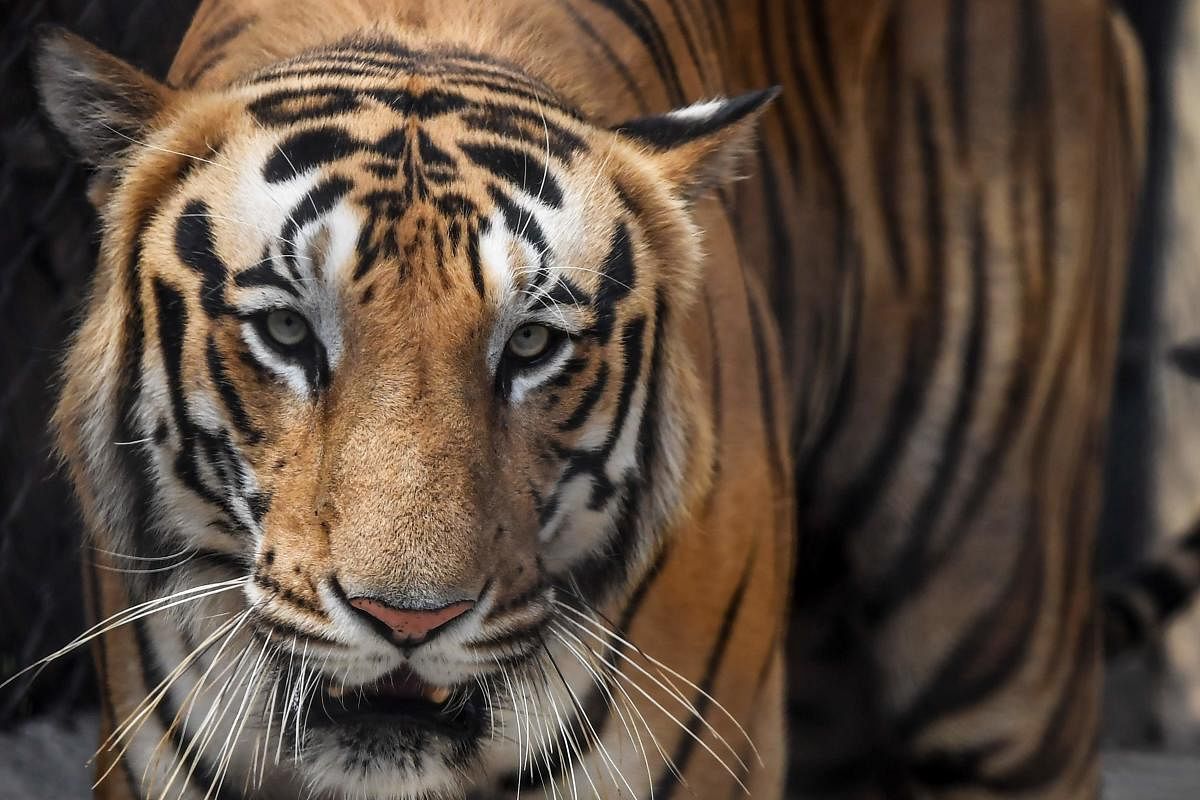 Impact assessment reports don't mention the presence of Bengal Tiger in the area. Credit: AFP file photo.