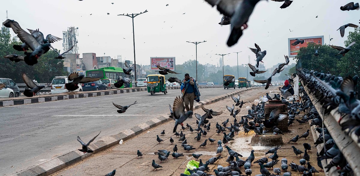 Bird flu scare: 24 crows found dead in Jasola park, 10 ducks die at