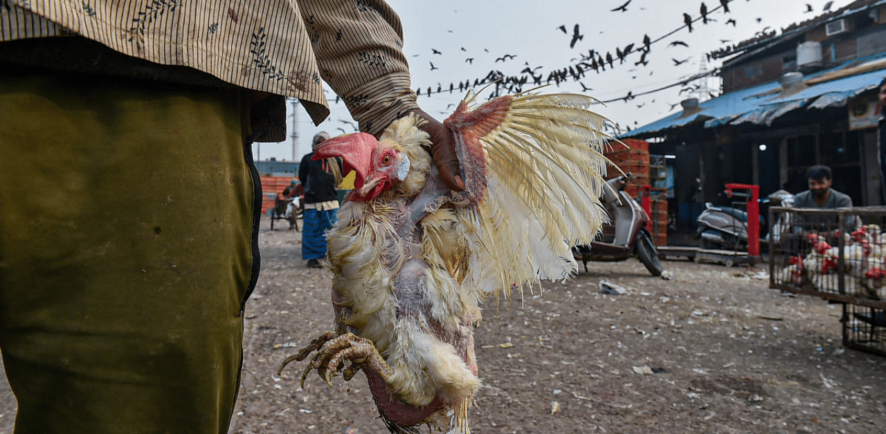 he poultry market in Delhi will remain closed for 10 days due to the outbreak of avian influenza, commonly known as bird flu, in several parts of the country. Credit: PTI Photo
