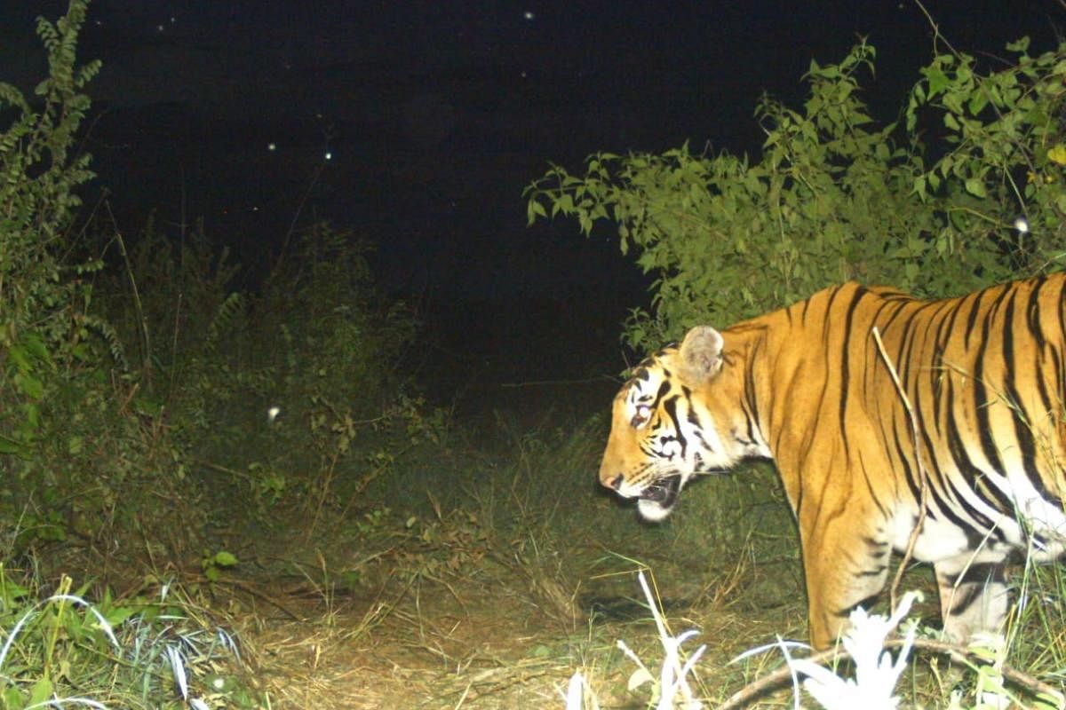 A tiger captured on camera trap in Bandipur Tiger Reserve recently.  