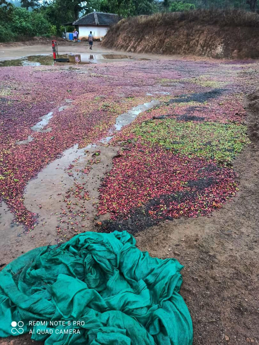 Coffee beans washed away in rains, from a drying yard at Hiridanahalli, Sakleshpur taluk of Hassan district recently. 